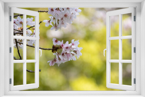 Fototapeta Naklejka Na Ścianę Okno 3D - sakura
