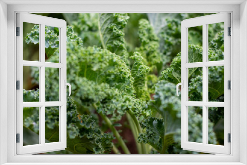 Fototapeta Naklejka Na Ścianę Okno 3D - Kale, organic vegetable, good for health in the plot.
