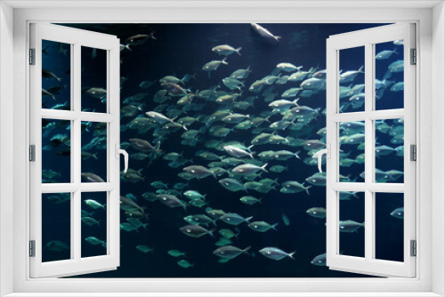 Fototapeta Naklejka Na Ścianę Okno 3D - Fish bank swimming in the blue sea water