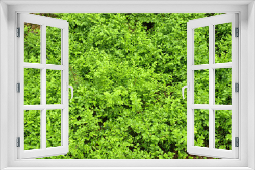 Fototapeta Naklejka Na Ścianę Okno 3D - Blueberry bush