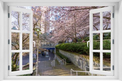 Fototapeta Naklejka Na Ścianę Okno 3D - Cherry blossom in beautiful full bloom in Burrard Station, Art Phillips Park. Vancouver, BC, Canada.
