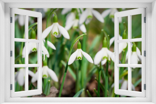 Fototapeta Naklejka Na Ścianę Okno 3D - Blooming snowdrops in the springtime.