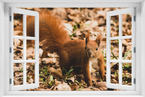 Fototapeta Naklejka Na Ścianę Okno 3D - Eichhörnchen auf Futtersuche im Frühling