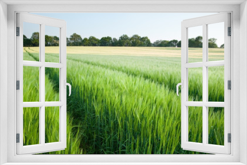 Fototapeta Naklejka Na Ścianę Okno 3D - Beautiful field of fresh growth agrucultiral wheat