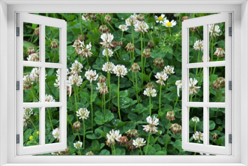 Fototapeta Naklejka Na Ścianę Okno 3D - White clover blooms