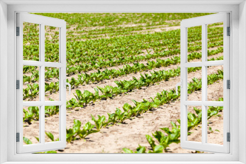 Fototapeta Naklejka Na Ścianę Okno 3D - agricultural field where breeding varieties of sugar beet are grown
