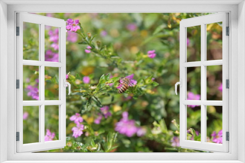 Fototapeta Naklejka Na Ścianę Okno 3D - close-up view of a bee gathering nectars from pink flowers in a garden