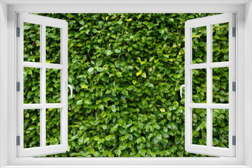 Fototapeta Naklejka Na Ścianę Okno 3D - Leaves background
