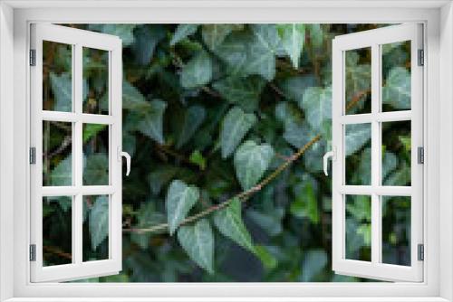 Fototapeta Naklejka Na Ścianę Okno 3D - Green ivy background. Common ivy or Hedera helix is a clinging and climbing evergreen vine plant.