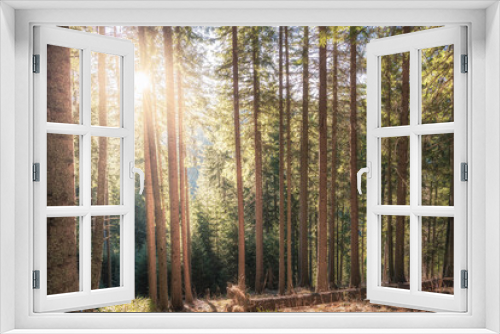 Fototapeta Naklejka Na Ścianę Okno 3D - Sun light pass through forest trees