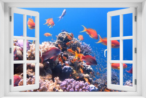 Fototapeta Naklejka Na Ścianę Okno 3D - goldfish