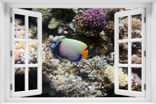 Fototapeta Naklejka Na Ścianę Okno 3D - emperor fish