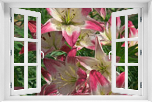 Fototapeta Naklejka Na Ścianę Okno 3D - Pink white lilies (Lílium) with buds close-up in the garden against the background of green grass in a flower garden in a city park on a sunny day