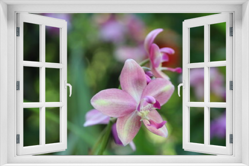 Fototapeta Naklejka Na Ścianę Okno 3D - pink orchid flower
