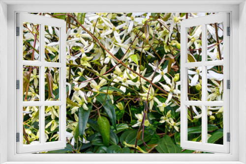 Fototapeta Naklejka Na Ścianę Okno 3D - Evergreen clematis in full bloom in a garden, as a nature background
