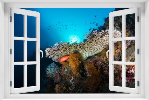 Fototapeta Naklejka Na Ścianę Okno 3D - Coral Reef Scene 3
