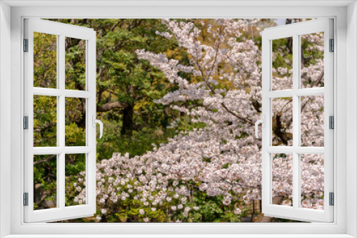 Fototapeta Naklejka Na Ścianę Okno 3D - 東京都港区乃木坂にある乃木神社に咲く桜