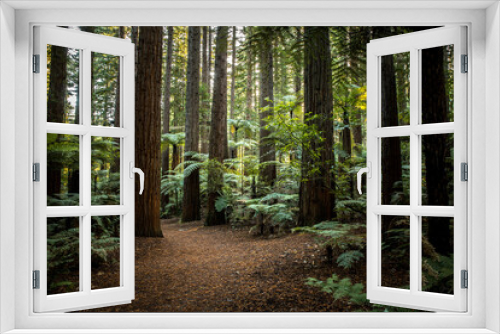 Fototapeta Naklejka Na Ścianę Okno 3D - Redwoods forest in Rotorua, Bay of Plenty, new Zealand