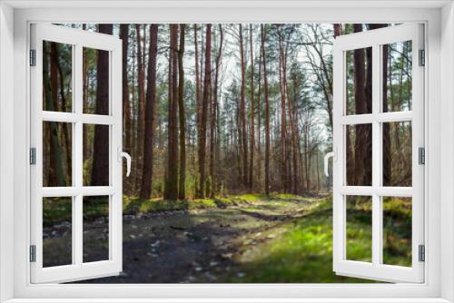 Fototapeta Naklejka Na Ścianę Okno 3D - las wiosna słoneczny dzień