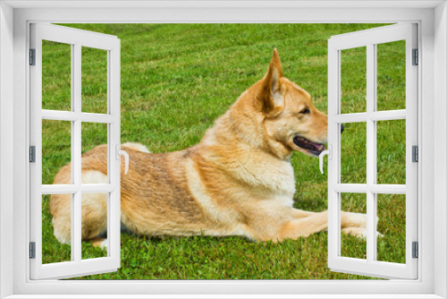 Fototapeta Naklejka Na Ścianę Okno 3D - Cute dog laying down on grass