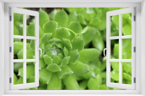Fototapeta Naklejka Na Ścianę Okno 3D - .young succulents in natural environment spring - Image