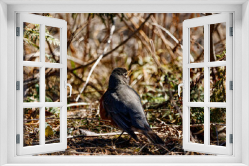 Fototapeta Naklejka Na Ścianę Okno 3D - Reb breasted robin searching for food beside walking trail