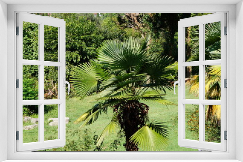 Fototapeta Naklejka Na Ścianę Okno 3D - palm tree in the jungle