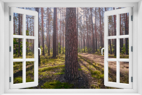 Fototapeta Naklejka Na Ścianę Okno 3D - Beautiful landscape of pine forest in summer day.