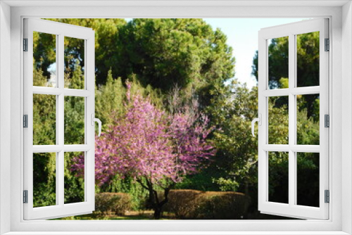 Fototapeta Naklejka Na Ścianę Okno 3D - A blooming pink Juda’s tree among other green trees, in the Botanical garden, in Athens, Greece