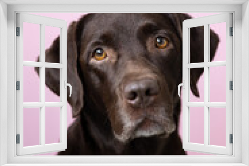 Fototapeta Naklejka Na Ścianę Okno 3D - A chocolate-colored Labrador retriever dog looks into the camera, against a pink background. dog and human friendship, care and love for pets