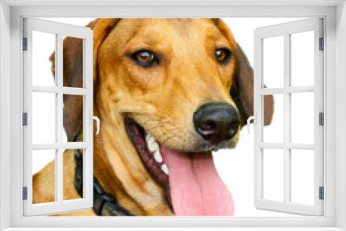 Fototapeta Naklejka Na Ścianę Okno 3D - Dog Happy Isolated On White Vertical