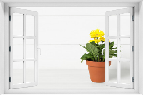 Fototapeta Naklejka Na Ścianę Okno 3D - Beautiful blooming gerbera flower in pot on white wooden table, space for text