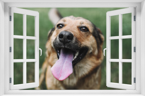 Fototapeta Naklejka Na Ścianę Okno 3D - Portrait of a playful brown dog outdoor in the park. The muzzle of a dog with a protruding tongue on a background of grass. The shot taken with a selective focus showing dog's nose.