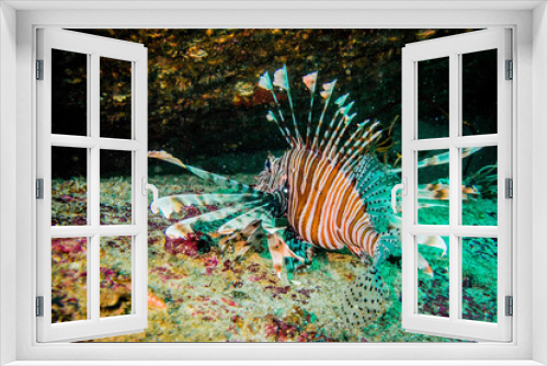 Fototapeta Naklejka Na Ścianę Okno 3D - Lion fish in Anadaman sea