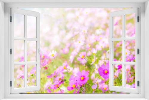 Fototapeta Naklejka Na Ścianę Okno 3D - コスモスの花
