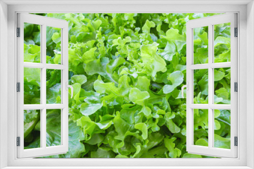 Fototapeta Naklejka Na Ścianę Okno 3D - Fresh green oak lettuce or green lettuce.