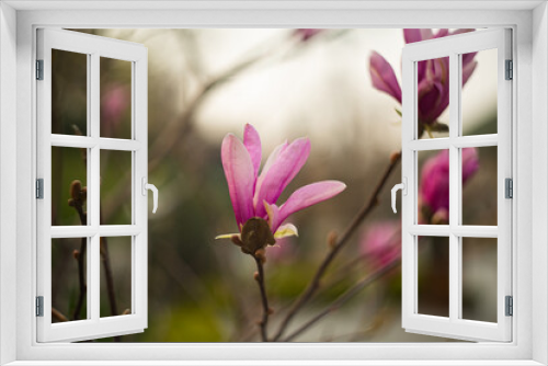 Fototapeta Naklejka Na Ścianę Okno 3D - pink magnolia blossom