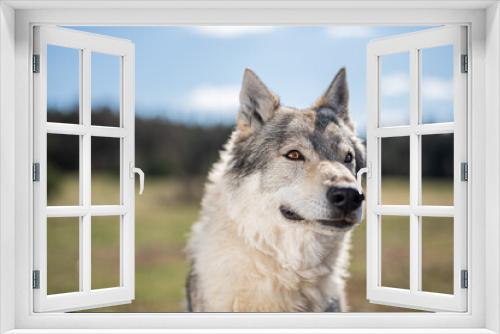 Fototapeta Naklejka Na Ścianę Okno 3D - portrait of adult czechoslovakian wolfdog (8 years)