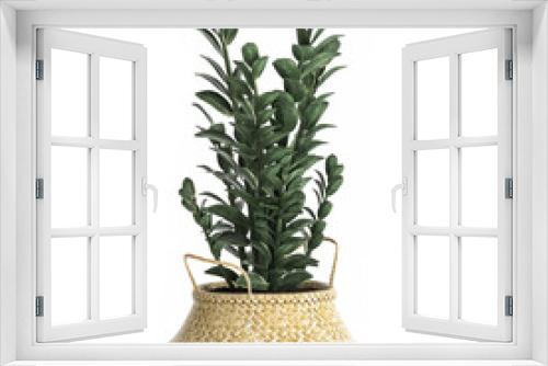 Fototapeta Naklejka Na Ścianę Okno 3D - Zamioculcas in a rattan basket isolated on white background