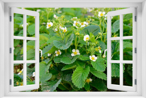 Fototapeta Naklejka Na Ścianę Okno 3D - Strawberry bush with white flowers in the garden