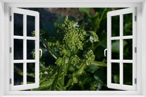 Fototapeta Naklejka Na Ścianę Okno 3D - Horseradish flower buds