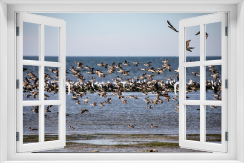 Fototapeta Naklejka Na Ścianę Okno 3D - Flock of ducks flying over the bay.