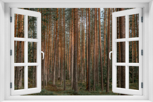 Fototapeta Naklejka Na Ścianę Okno 3D - Beautiful pine forest in Leivonmäki National Park in Joutsa, Finland.