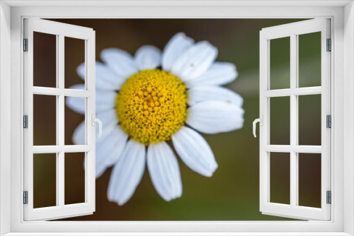 Fototapeta Naklejka Na Ścianę Okno 3D - daisy flower macro