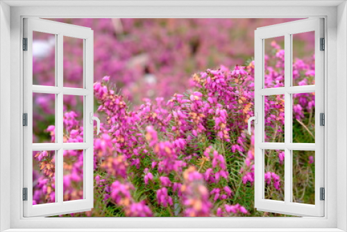 Fototapeta Naklejka Na Ścianę Okno 3D - Blühende Heide