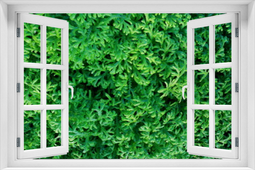 Fototapeta Naklejka Na Ścianę Okno 3D - Spike Moss leaves green for grown as a garden plant,and Plant by the water in garden.