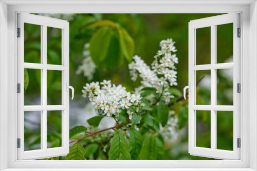 Fototapeta Naklejka Na Ścianę Okno 3D - Bird Cherry Tree in Blossom. Close-up of a Flowering Prunus Avium Tree with White Little Blossoms. View of a blooming Sweet Bird-Cherry Tree in Spring