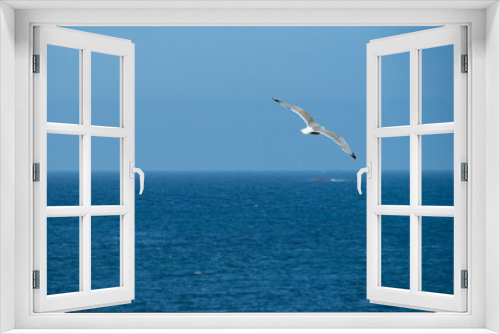 Fototapeta Naklejka Na Ścianę Okno 3D - A sea gull enjoying the coastal wind above the sea in front of the blue sky
