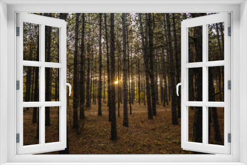 Fototapeta Naklejka Na Ścianę Okno 3D - beautiful sunrise between tall trees in a forest