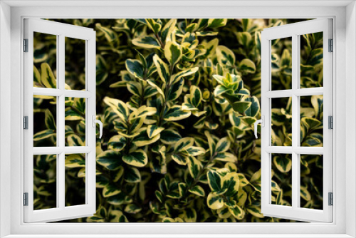 Fototapeta Naklejka Na Ścianę Okno 3D - Green and yellow leaves